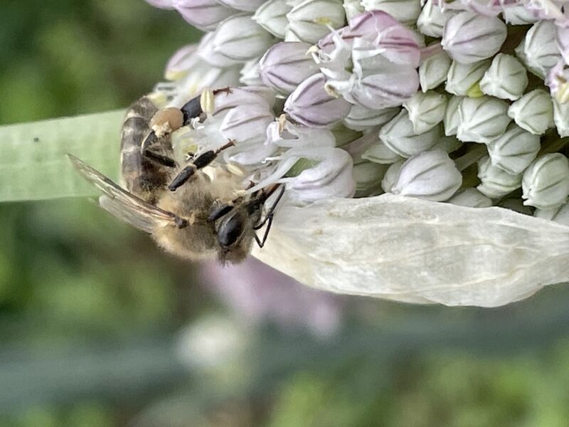 Abeille sur fleur d'ail en macro