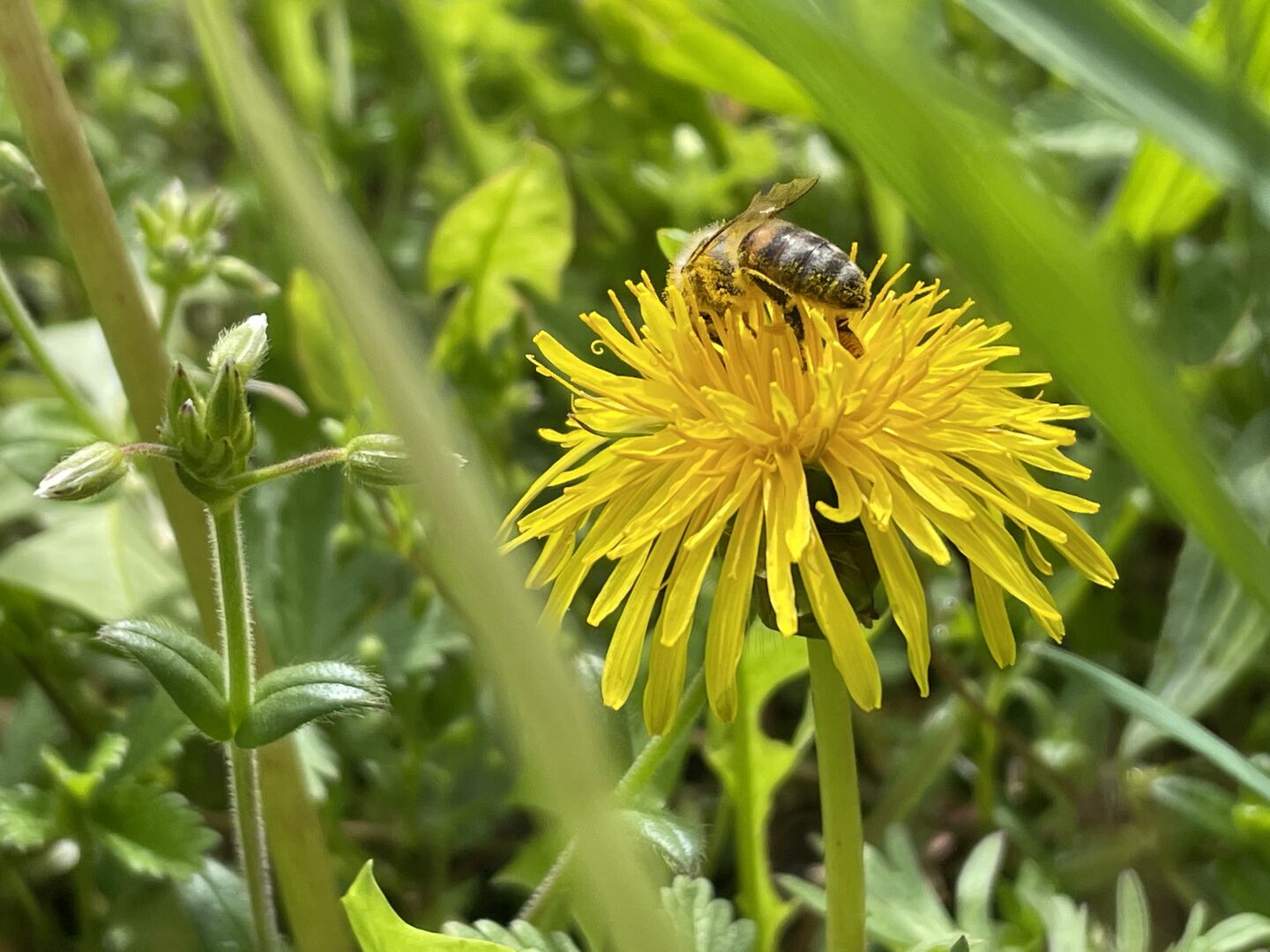 Abeille sur pissenlit