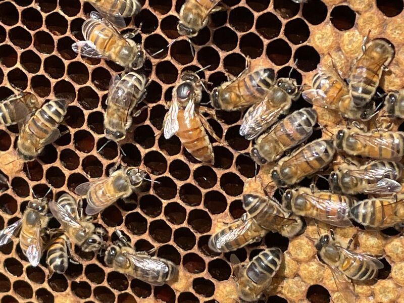 Abeilles sur cadre de ruche avec la reine