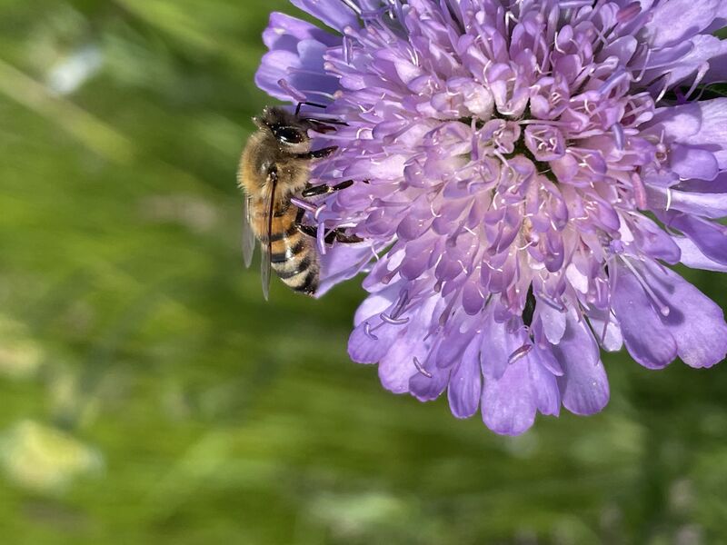 Abeille butinant une fleur de scabieuse